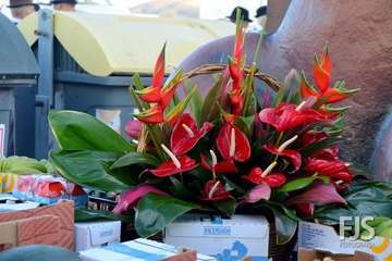 Alegre y participativa romería en El Ejido (Foto FJ Santana y TF)